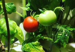 Best reviews of ⭐ Extra Pods for the World's Smartest Indoor Garden (3-Pack) by Click and Grow US Inc. 🎁 -Cheap Home Store 206144 z6