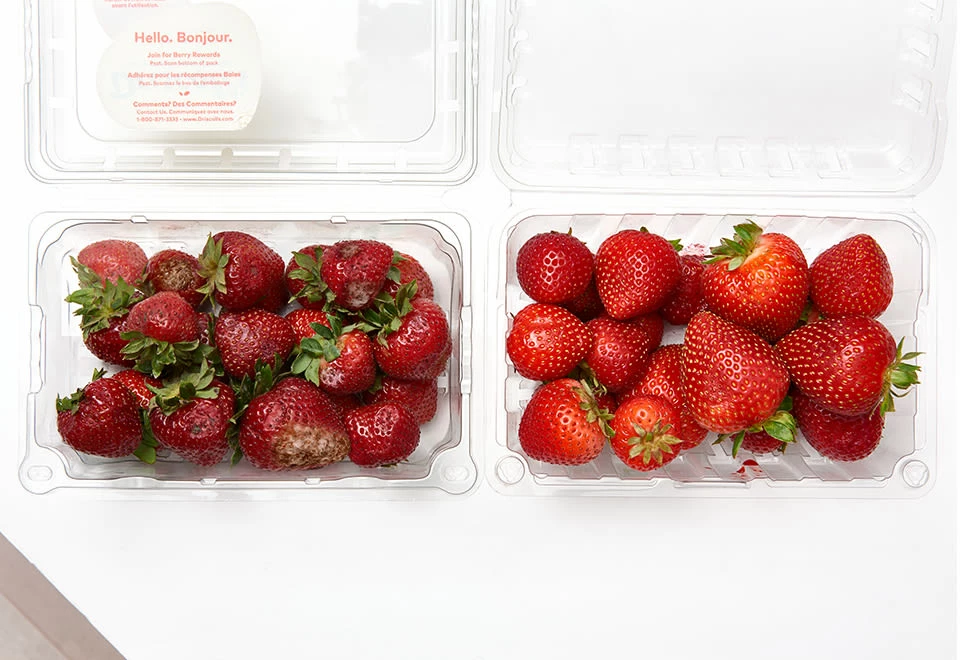 Budget π Fridge Air Purifier by GreenTech Environmental, LLC π 2 Budget π Fridge Air Purifier by GreenTech Environmental, LLC π - Image 2