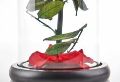 Discount ⭐ Timeless Rose by Sharper Image 🤩 -Cheap Home Store 206926 z4