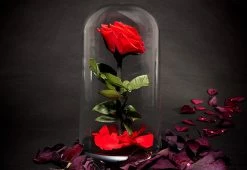 Discount ⭐ Timeless Rose by Sharper Image 🤩 -Cheap Home Store 206926 z8