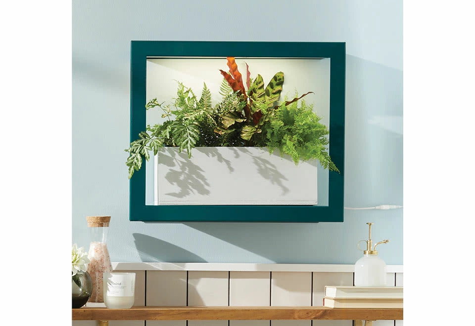 Deals π Plant Growing Frame by Modern Sprout, LLC. π₯° 2 Deals π Plant Growing Frame by Modern Sprout, LLC. π₯° - Image 2