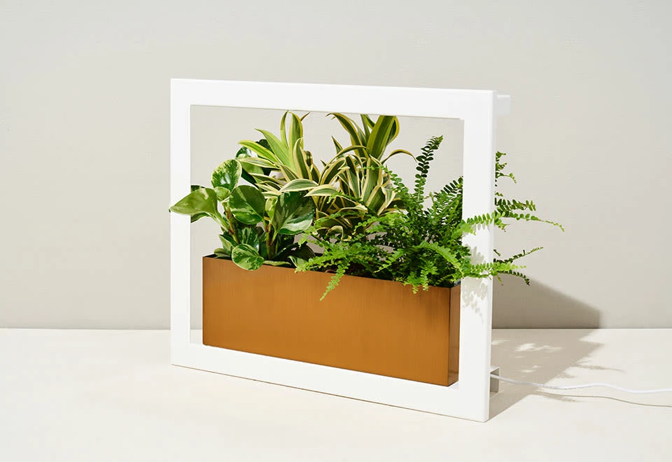 Deals π Plant Growing Frame by Modern Sprout, LLC. π₯° 9 Deals π Plant Growing Frame by Modern Sprout, LLC. π₯° - Image 9